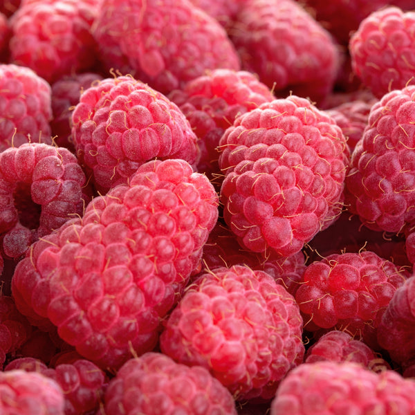Raspberry Ketone (Natural) 10ml - ScentScientists
